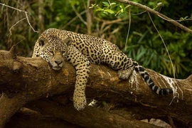 Vùng đất chưa in dấu chân người, khó tiếp cận nhất châu Mỹ 