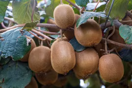 Hành trình khó tin của kiwi, từ cây dại Trung Quốc đến trái cây toàn cầu 