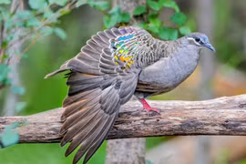 Loài chim bồ câu óng ánh như đá quý, chỉ có ở nước Úc 