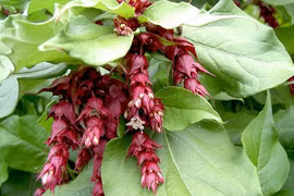 Loài cây đẹp nhất dãy Himalaya, nhiều người lùng làm cảnh