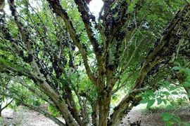 3 loại cây hút phú quý, mang tài lộc về cho gia chủ 