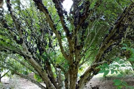 3 loại cây hút phú quý, mang tài lộc về cho gia chủ 