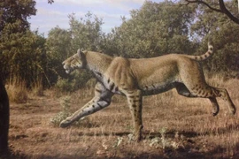 Loài mèo cổ đại cực đáng sợ, hạ gục cả voi ma mút 