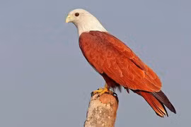 Loài chim thiêng tuyệt đẹp được nhiều nơi tôn thờ, Việt Nam cũng có 