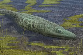 Lưỡng cư nửa cá nửa ếch to hệt tê giác từng thống trị đầm lầy