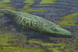 Lưỡng cư nửa cá nửa ếch to hệt tê giác từng thống trị đầm lầy