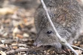 Tận mục loài thú có túi nguyên thủy, bí hiểm nhất thế giới 