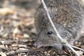 Tận mục loài thú có túi nguyên thủy, bí hiểm nhất thế giới 