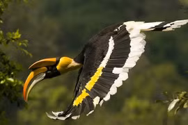 Tận mục loài chim kỳ bí, "hot" nhất rừng rậm Việt Nam