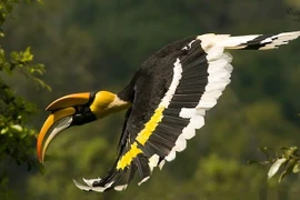 Tận mục loài chim kỳ bí, "hot" nhất rừng rậm Việt Nam