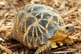 Cận cảnh loài rùa đẹp nhất thế giới, chỉ có ở Myanmar 