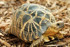 Cận cảnh loài rùa đẹp nhất thế giới, chỉ có ở Myanmar 