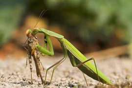 Kinh hoàng đòn tất sát cực đáng sợ của loài bọ ngựa 