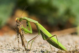 Kinh hoàng đòn tất sát cực đáng sợ của loài bọ ngựa 