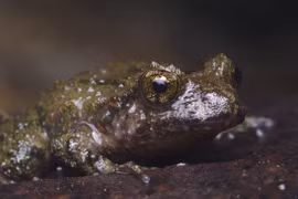 Đặc điểm cổ xưa kỳ dị của loài ếch nguyên thủy chỉ có ở New Zealand 