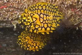 Loài cá dị dạng giống hệt quả dứa, hiếm có nhất thế giới