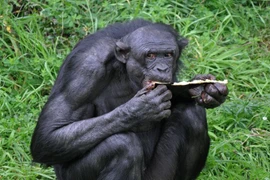 Sự thật giật mình về họ hàng gần gũi nhất với con người còn tồn tại 