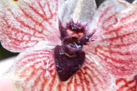 Ám ảnh loài hoa 'mặt quỷ', nguy cơ tuyệt chủng đặc biệt cao 