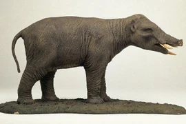 Sốc khi thấy 'phiên bản lỗi' của loài voi gần 40 triệu năm trước 