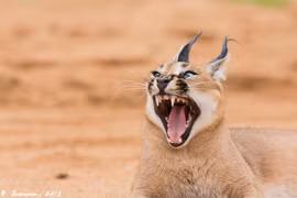 Linh miêu tai đen tung tuyệt kỹ vồ chim đang bay chuẩn từng centimet