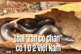 [INFOGRAPHIC]: Loài “rắn có chân” có 1-0-2 Việt Nam