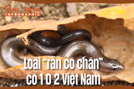 [INFOGRAPHIC]: Loài “rắn có chân” có 1-0-2 Việt Nam