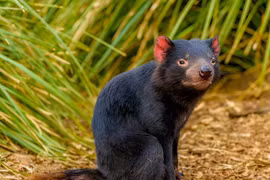 Tận mục loài thú có túi ăn thịt lớn nhất còn tồn tại 