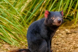 Tận mục loài thú có túi ăn thịt lớn nhất còn tồn tại 