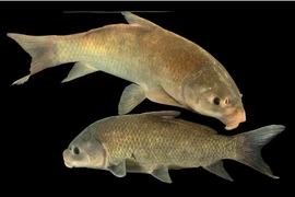 Kinh ngạc loài cá nước ngọt càng sống lâu càng khỏe mạnh