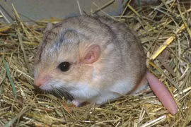 Tận mục loài chuột kỳ dị có cái đuôi phình to như quả chùy 