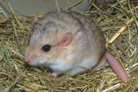 Tận mục loài chuột kỳ dị có cái đuôi phình to như quả chùy 