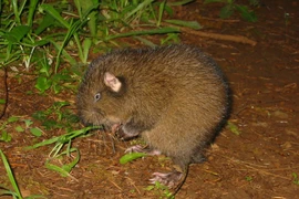 Tận mục loài gặm nhấm cổ nhất hành tinh, triệu năm không thay đổi