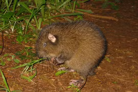 Tận mục loài gặm nhấm cổ nhất hành tinh, triệu năm không thay đổi