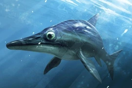 Hé lộ loài bò sát biển mắt to bằng quả bóng từng thống trị đại dương