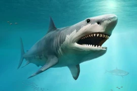 Bằng chứng gây sốc cá mập khổng lồ Megalodon còn sống dưới đại dương