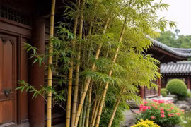 Người xưa khuyên kiêng trồng trúc sát cửa, hoa sau nhà vì đâu?