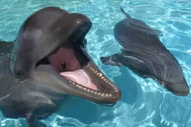 Kỳ lạ loài vật lai giữa cá heo và cá voi, cực kỳ thông minh... thân thiện