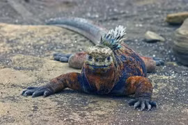 Những điều khó tin về loài thằn lằn biển duy nhất còn tồn tại 