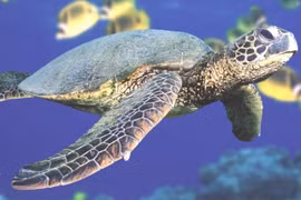 9 sự thật kỳ thú về loài đồi mồi dứa biển Việt Nam