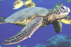 9 sự thật kỳ thú về loài đồi mồi dứa biển Việt Nam