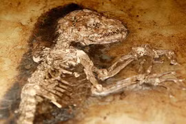 Hóa thạch hiếm hoi, bằng chứng về buổi bình minh tiến hóa loài người 