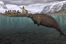 Sự tuyệt chủng bi thảm của loài bò biển nặng hơn 10 tấn 