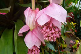 Vẻ đẹp ma mị của loài hoa trông như xúc tu bạch tuộc 