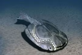 Loài cá trông như 'tấm khiên sống' tồn tại 350 triệu năm trước 