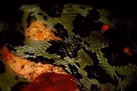 Phát hiện loài rắn khổng lồ Việt Nam, hiếm gặp hơn cả trăn gấm