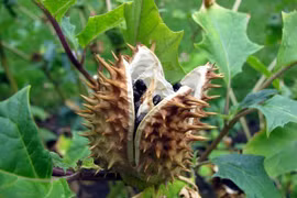 Sự thật kinh hoàng về cây cà độc dược và bùa ngải cổ xưa