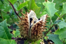 Sự thật kinh hoàng về cây cà độc dược và bùa ngải cổ xưa