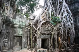 Cảnh tượng kinh ngạc ở ngôi đền Khmer bị cây cổ thụ phủ kín