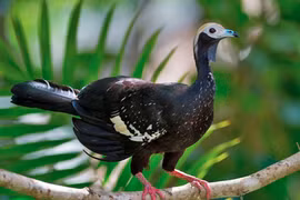 Tận mục loài gà kỳ dị chuyên sống trên cây, chỉ có ở châu Mỹ 