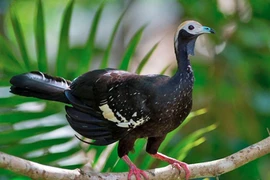 Tận mục loài gà kỳ dị chuyên sống trên cây, chỉ có ở châu Mỹ 